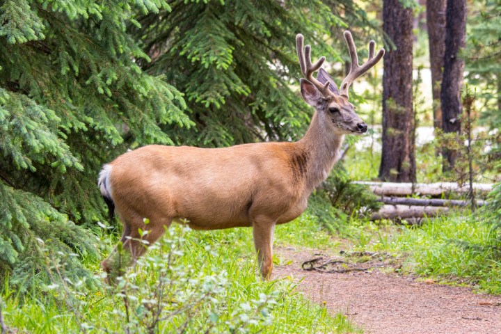 a deer standing next to a forest