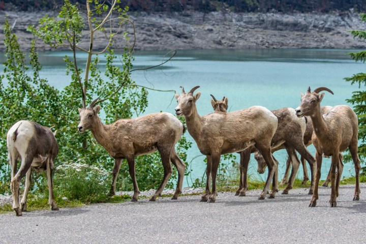 a herd of sheep standing next to a body of water