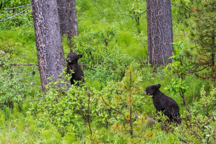 a brown bear walking through a forest
