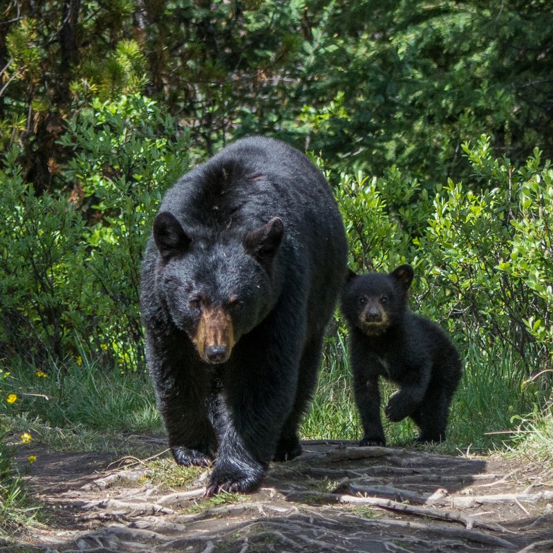 Black bear and cub walking through the forest