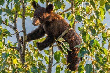a black bear sitting on a branch