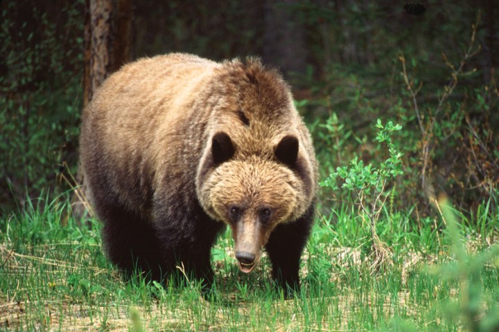 a large brown bear walking across a lush green field