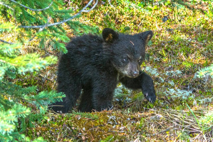 a large brown bear walking through a forest