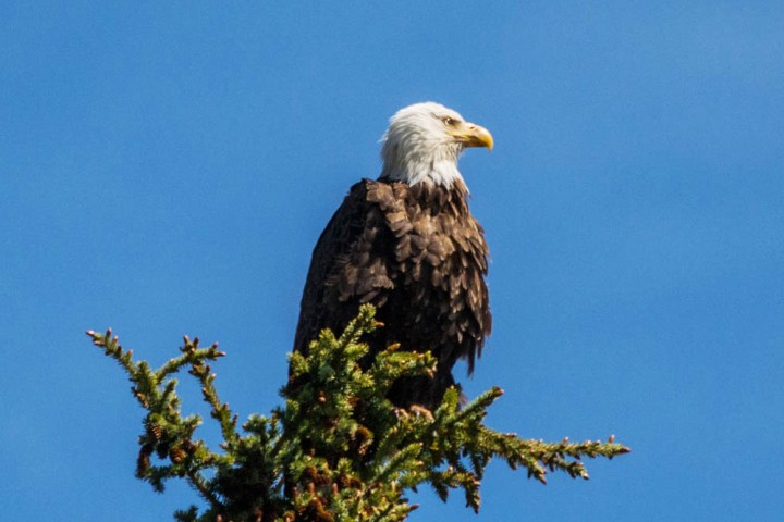 a bird perched on a tree branch