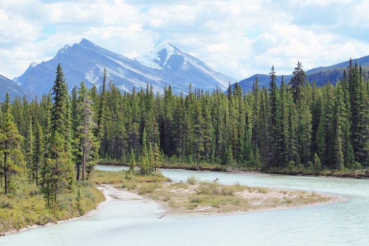 a tree with a mountain in the background