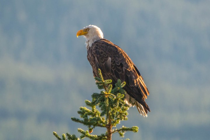 a bird sitting on top of a body of water