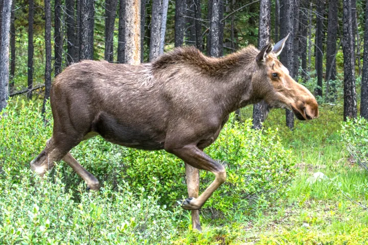a Moose standing next to a forest