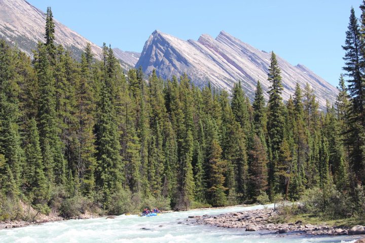 a tree with a mountain in the background
