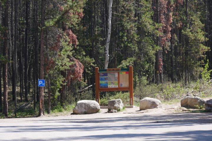 a group of people in a forest