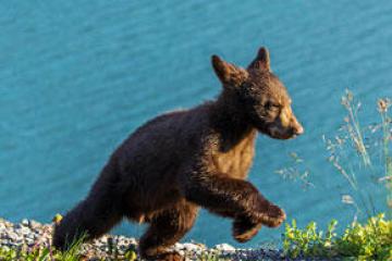 a brown bear sitting next to a body of water