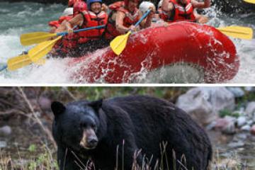 a large black bear walking across a grass covered field