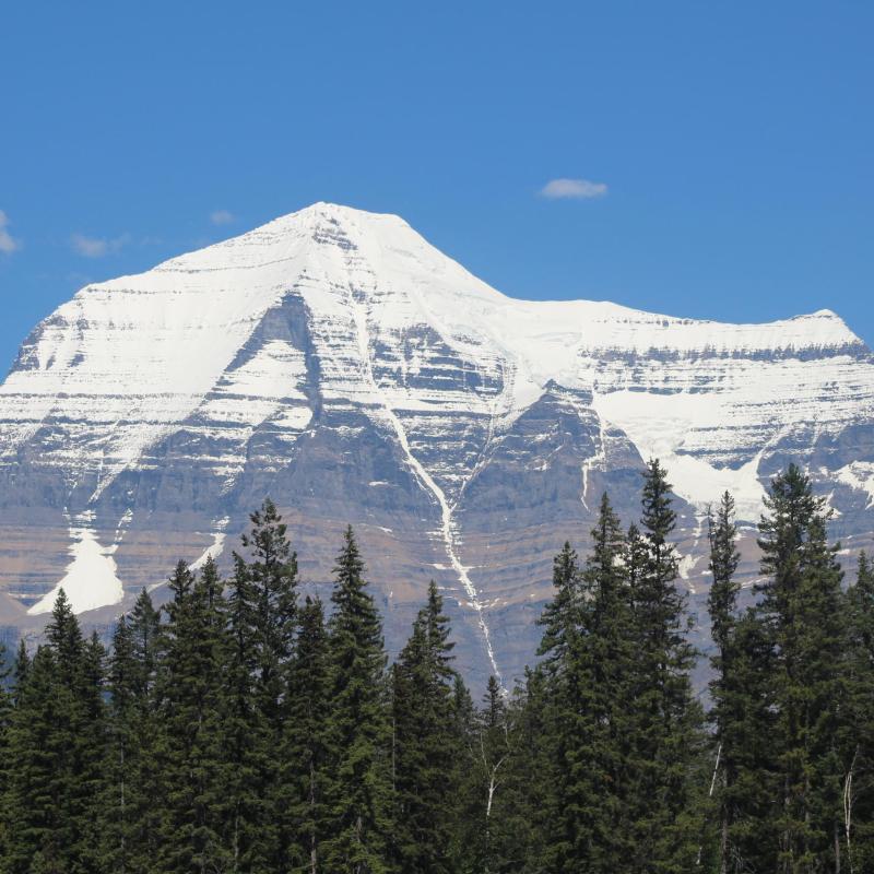 a tree with a mountain in the background