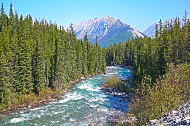 a tree with a mountain in the background