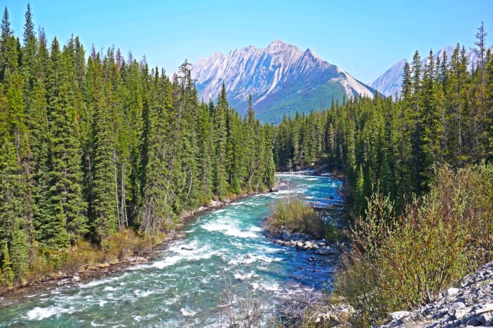 a tree with a mountain in the background