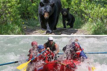 a black bear walking through a forest