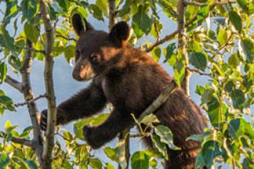 a black bear walking through a forest
