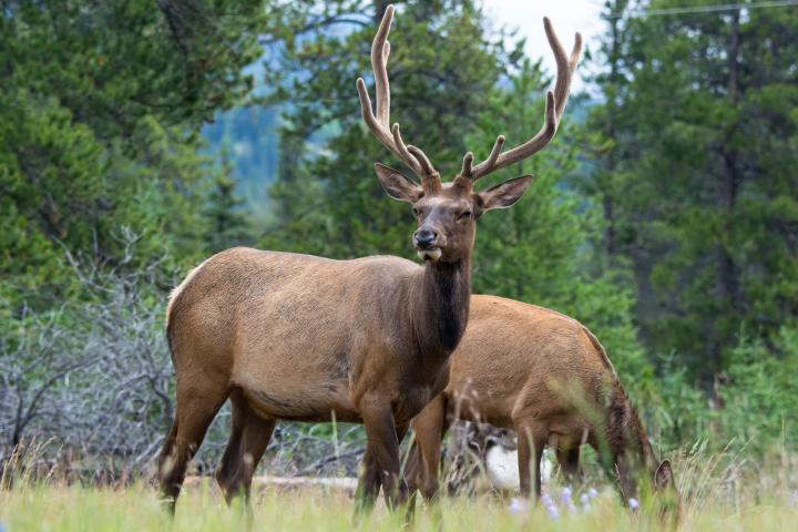a deer standing in a field