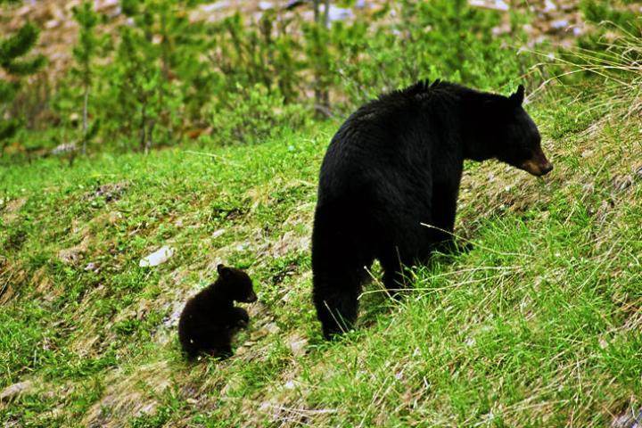 a black bear walking across a grass covered field