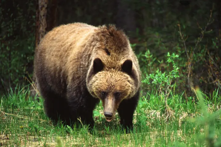 a large brown bear walking across a lush green field