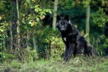 a black bear walking through a forest