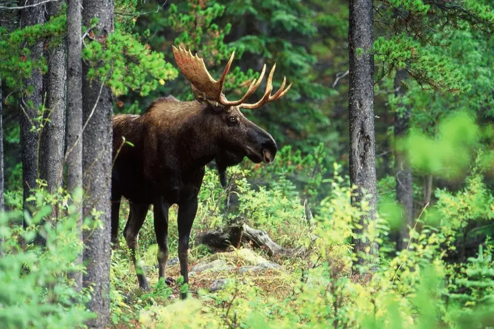 a black bear walking across a lush green forest