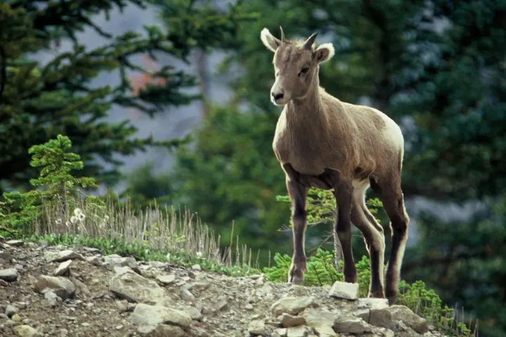 a sheep standing on top of a rock