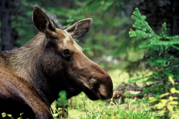 a close up of an animal