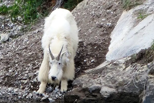 a polar bear standing on top of a rock