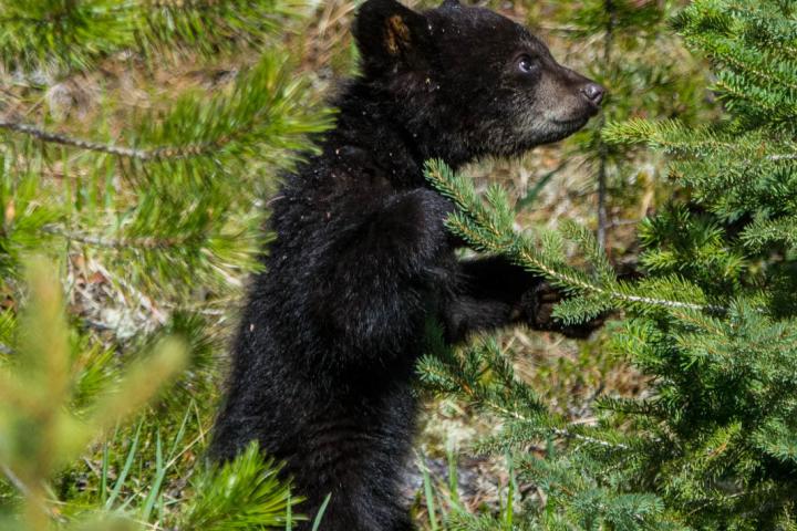 a black bear sitting on top of a grass covered field