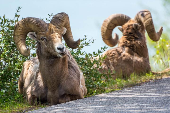 a herd of sheep standing on top of a dirt field