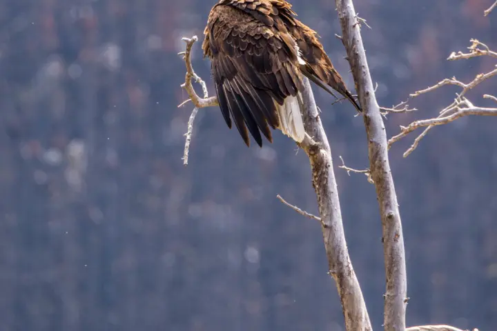 a small bird perched on a tree branch