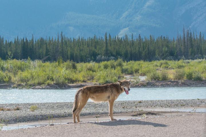 a dog standing on a beach