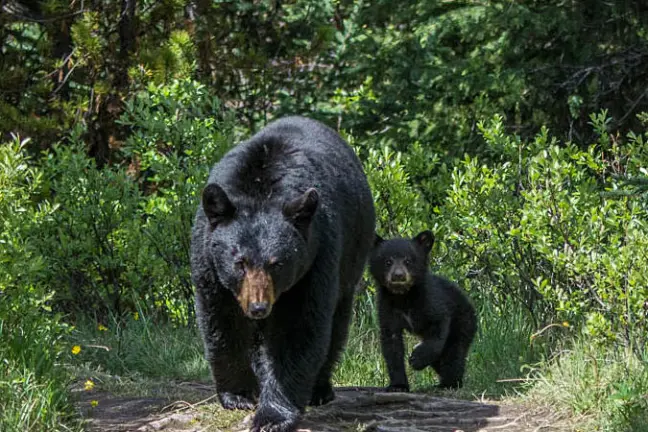 a black bear walking through a forest