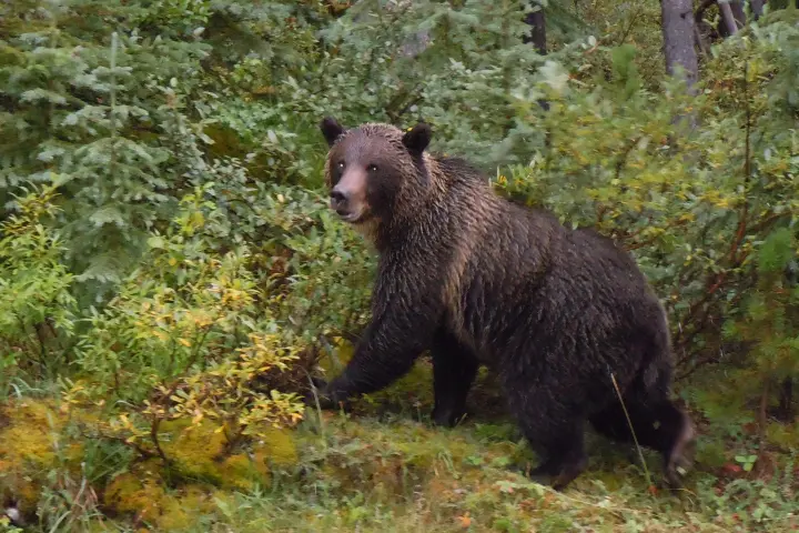 a black bear walking through a forest