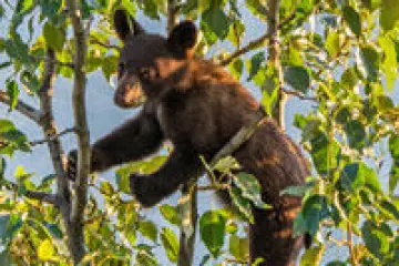 a black bear walking through a forest