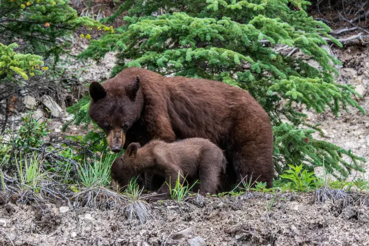 a large brown bear walking through a forest