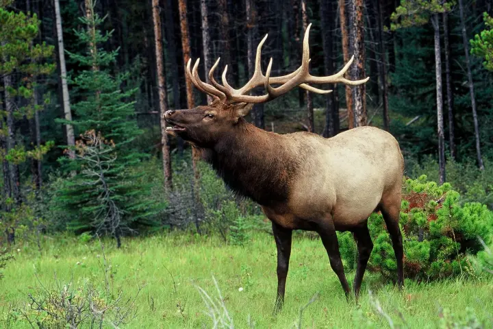 a deer standing in the grass