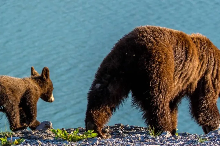 a brown bear standing next to a body of water
