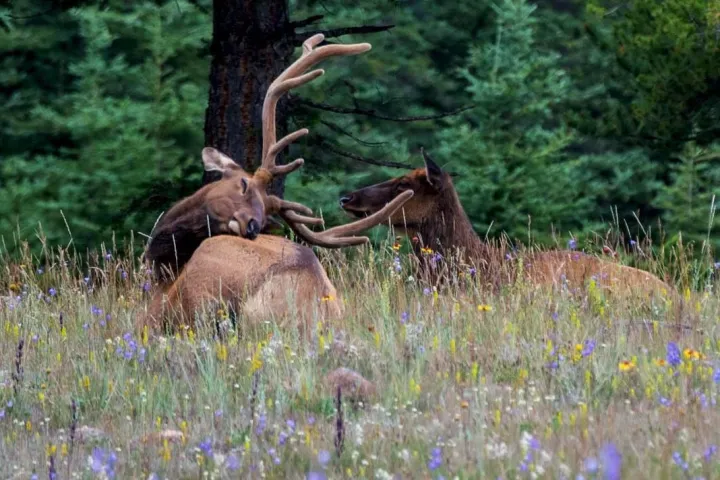a brown cow standing on top of a grass covered field