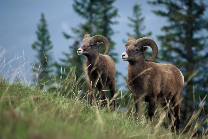 a group of sheep standing on top of a lush green field