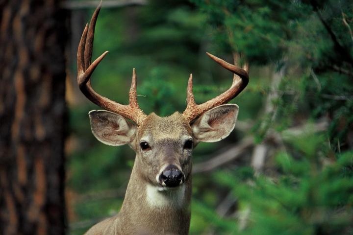 a deer looking at the camera