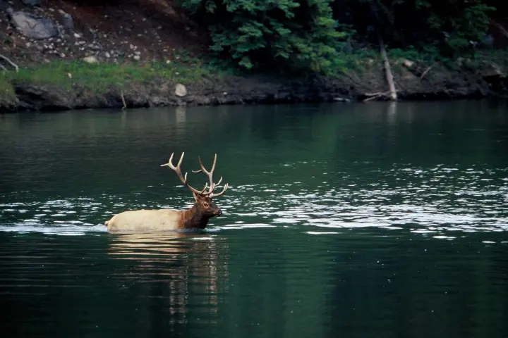 a dog swimming in a body of water