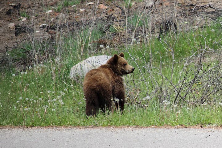 Brown bear standing in a grassy area with sparse shrubs.