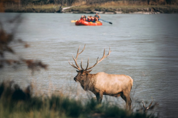 Elk standing by a riverbank with people rafting in the background.