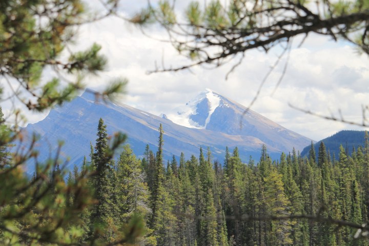 Snow-capped mountain viewed through pine trees with blue sky and clouds.